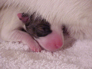 Cute Dog Pictures
