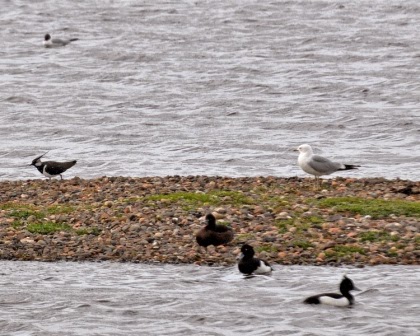 Tufted ducks, Lapwing and Gull Tufted ducks, Lapwing and Gull