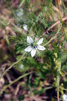 Nigella damascena (Fanciullaccia)