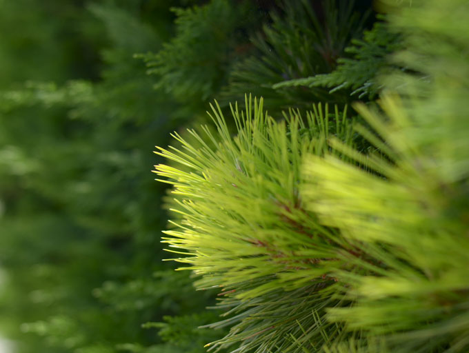 Maryandpatch, green, vert, pine