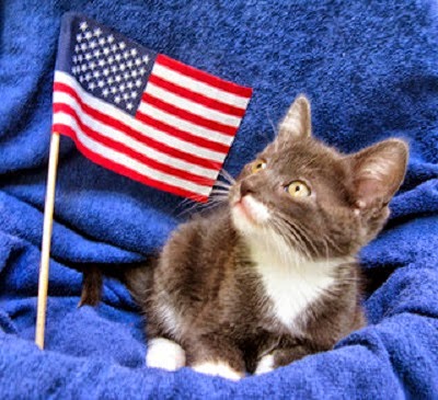independence cat wiki yeah 4th july