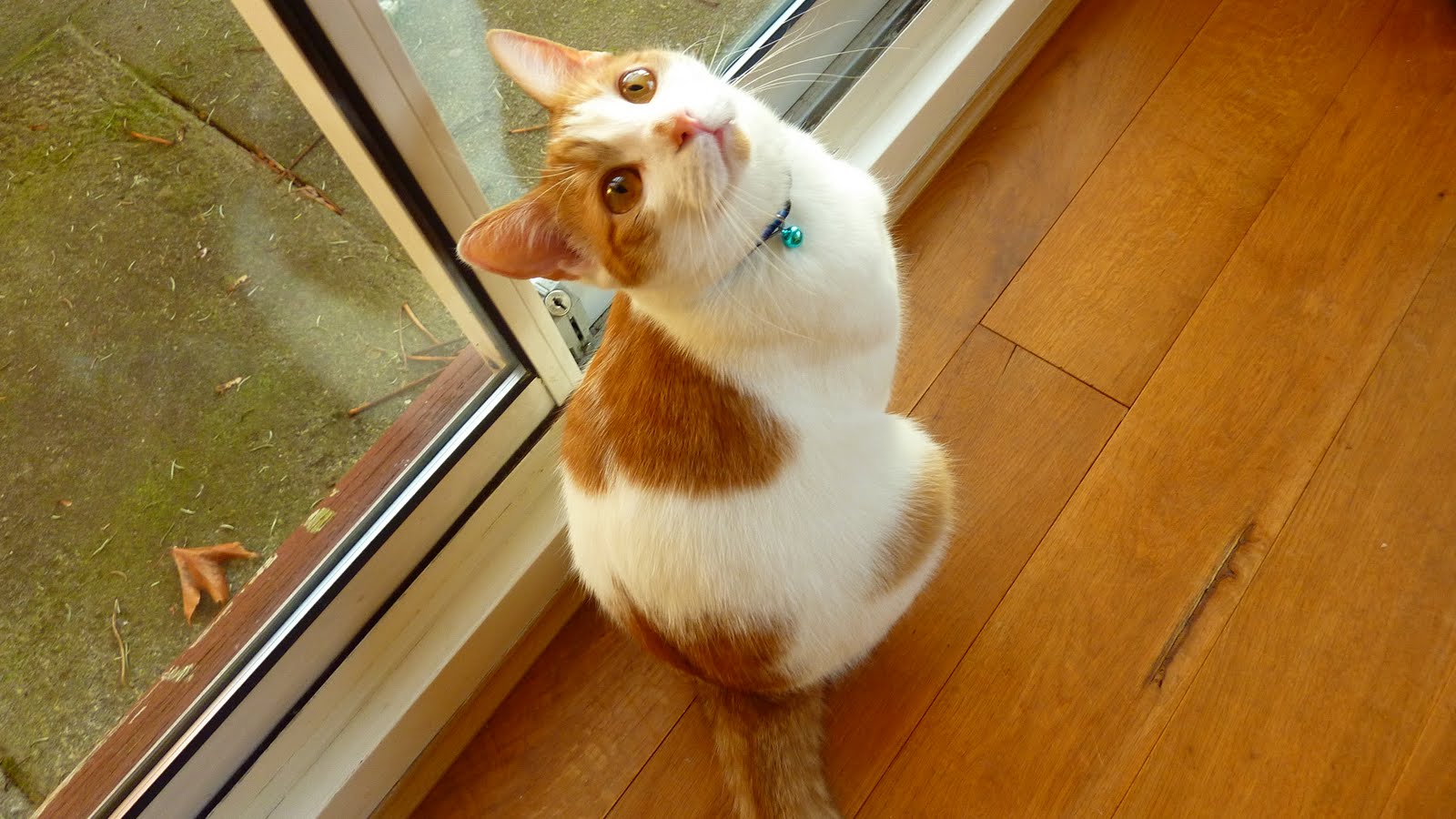 Soppy Cat