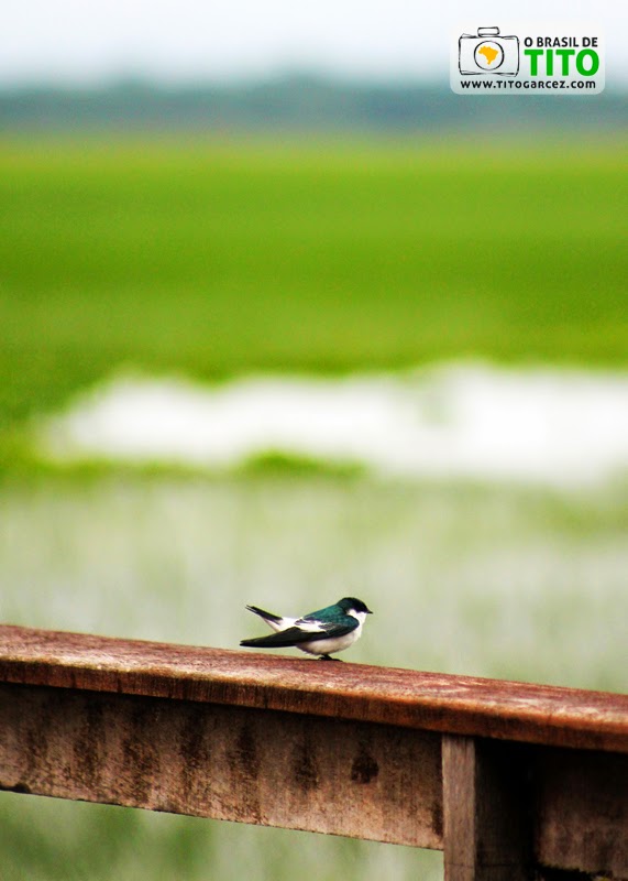 Andorinha-do-rio (Tachycineta albiventer) na APA do Rio Curiaú, em Macapá, no Amapá - Por Tito Garcez Andorinha-do-rio (Tachycineta albiventer) na APA do Rio Curiaú, em Macapá, no Amapá