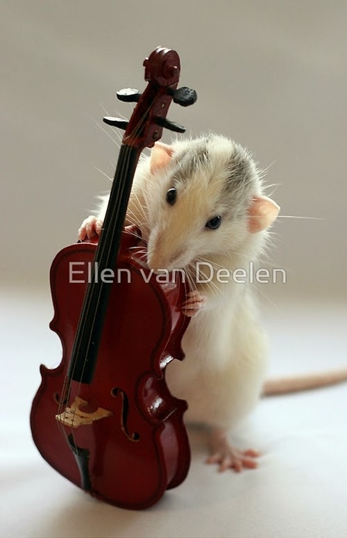 08-The-Cello-Player-Musical-Dumbo-Rat-Ellen-Van-Deelen-www-designstack-co