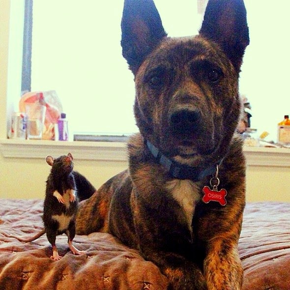 White Wolf This Rescued Pet Rat And Dog Are The Best Buddies Ever