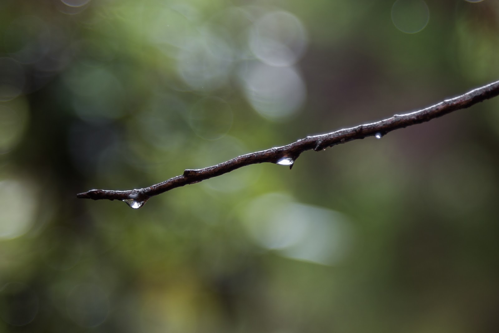 water-drops-on-tree-branch.jpg