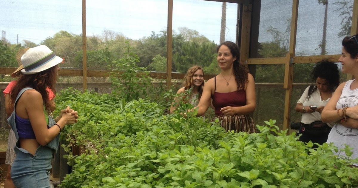 Puerto Rico Sano Mi estadía en la Finca Pajuil en Hatil, PR