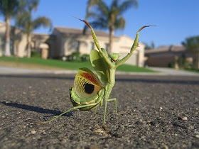 mantis praying beneficial