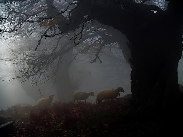 International photography awards 2011