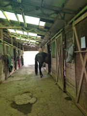 Goofy Rolex decides he doesn't need to go all the way in his stall to eat breakfast!