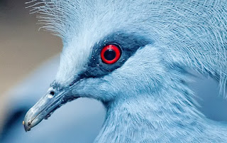 الحمامة الزرقاء المتوّجة Crowned_Pigeon_eyes+-+Copy