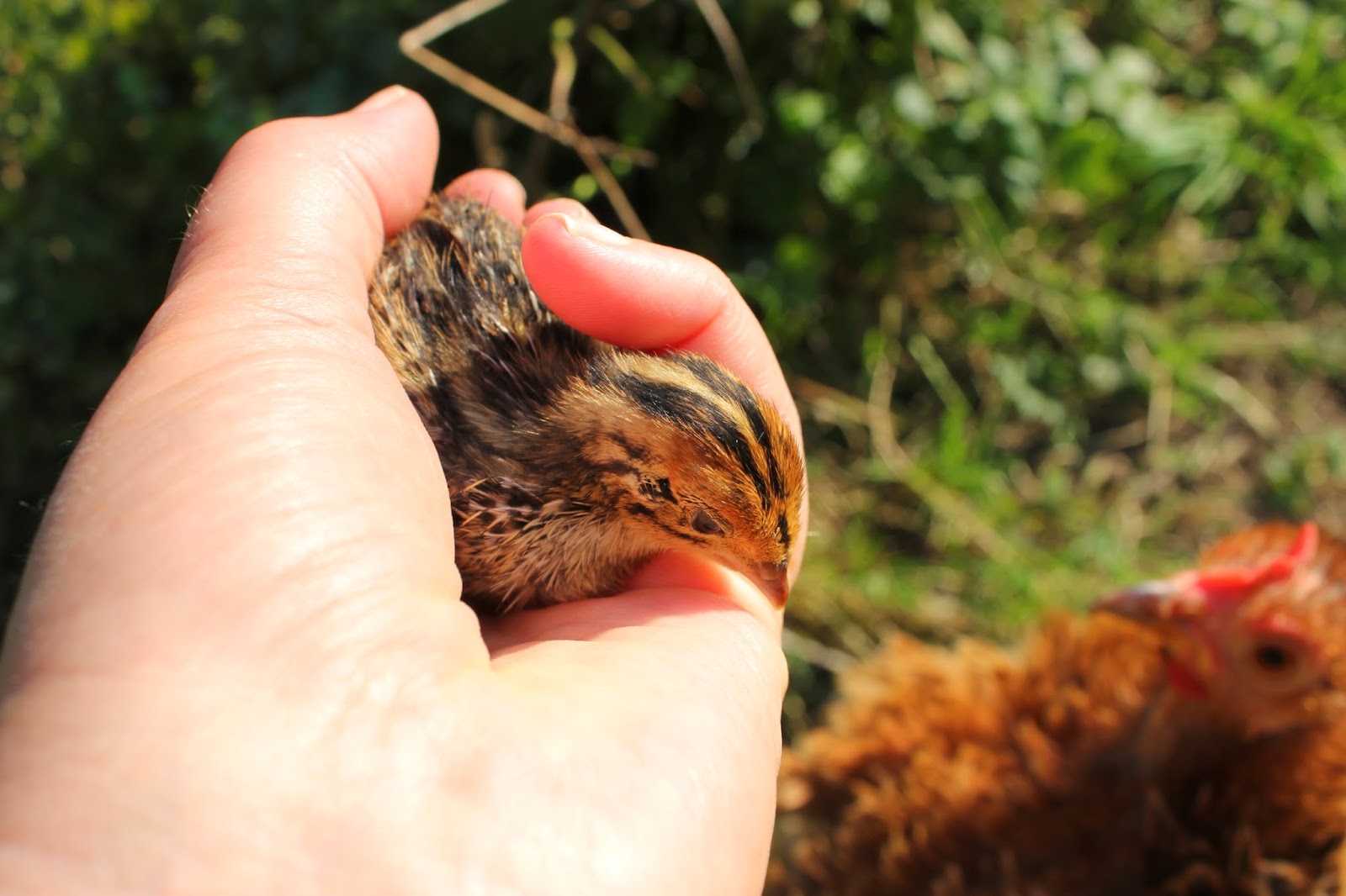 Choosing the Right Mother Hen. Hatching and Raising Quail Organically