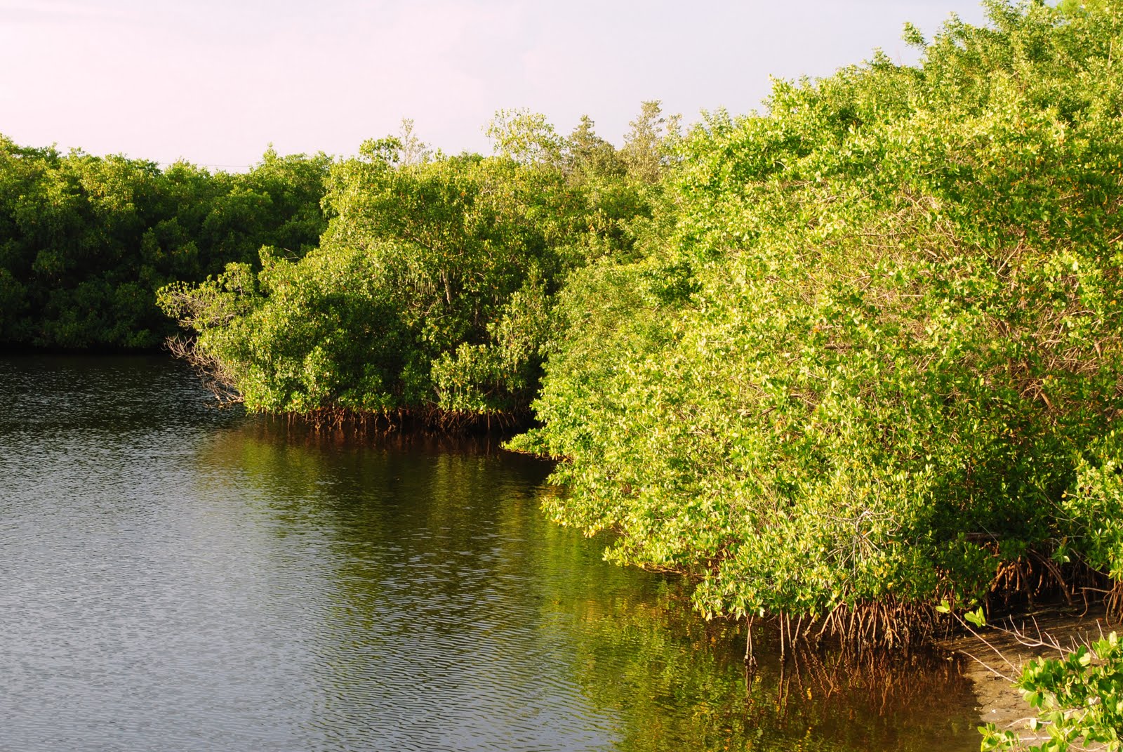 Field Notes and Photos Mangroves Southwest Florida's Coastal Treasure