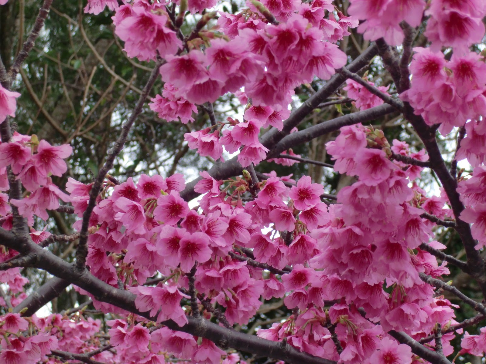 Okinawa Tourism Support Center Cherry Blossom Festival