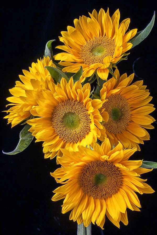 Solar Flare Sunflower Backyards Click