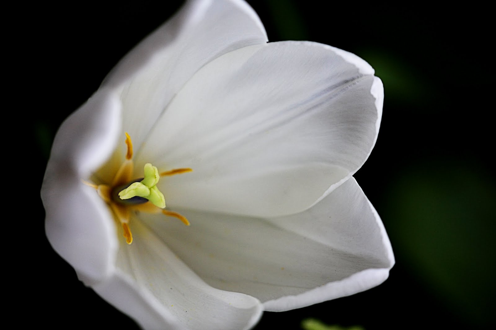 among the saguaros if you want to grow tulips in the desert...
