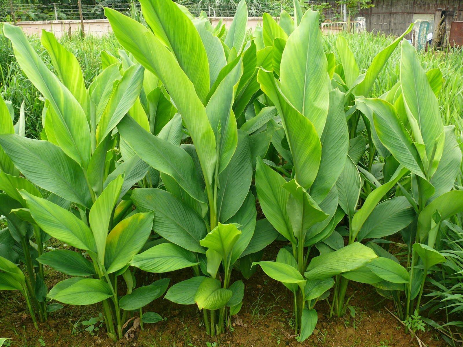 BK Singh Varieties and planting dates affect the growth, yield and