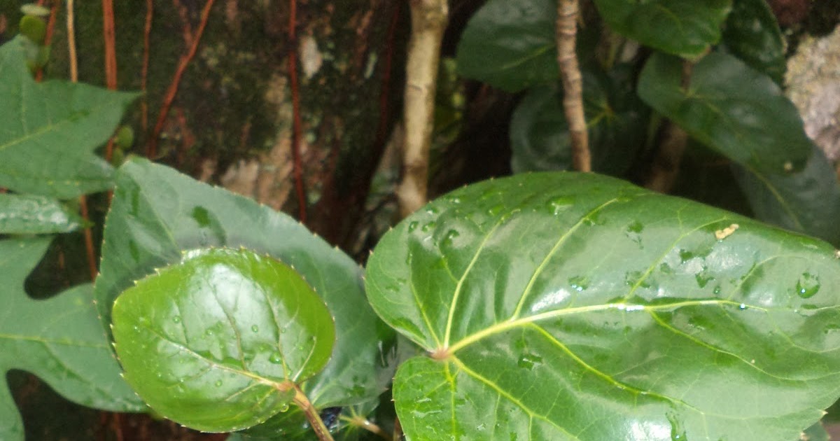 PERTANIANNYA MUSRIATI: PANDAN, MANGKOKAN, LIDAH BUAYA. JERUK PURUT DAN