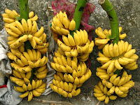 How to Grow Banana, All Step Grow Banana Plants, Bananas, Grow banana well, Growing bananas, How to harvest bananas, banana rhizome