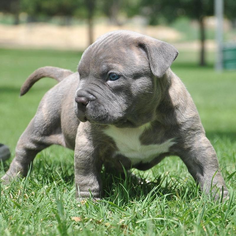 bully pitbull american pitbull terrier pitbull bully bully pitbull american pitbull terrier pitbull bully