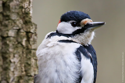 Большой пестрый дятел. Great Spotted Woodpecker. Dendrocopos major