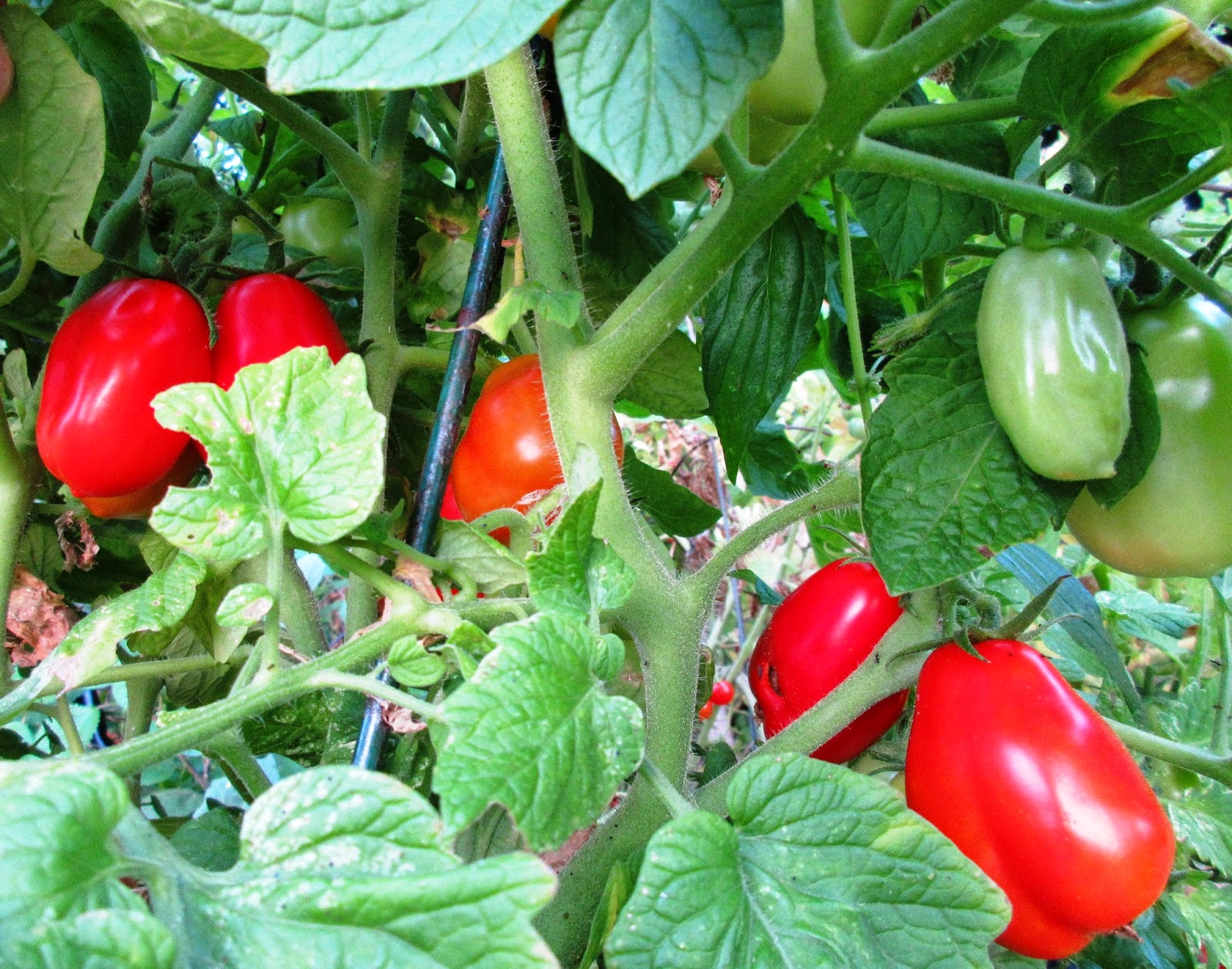 Robert�s Tropical Paradise Garden Tasty Tomatoes and recipes