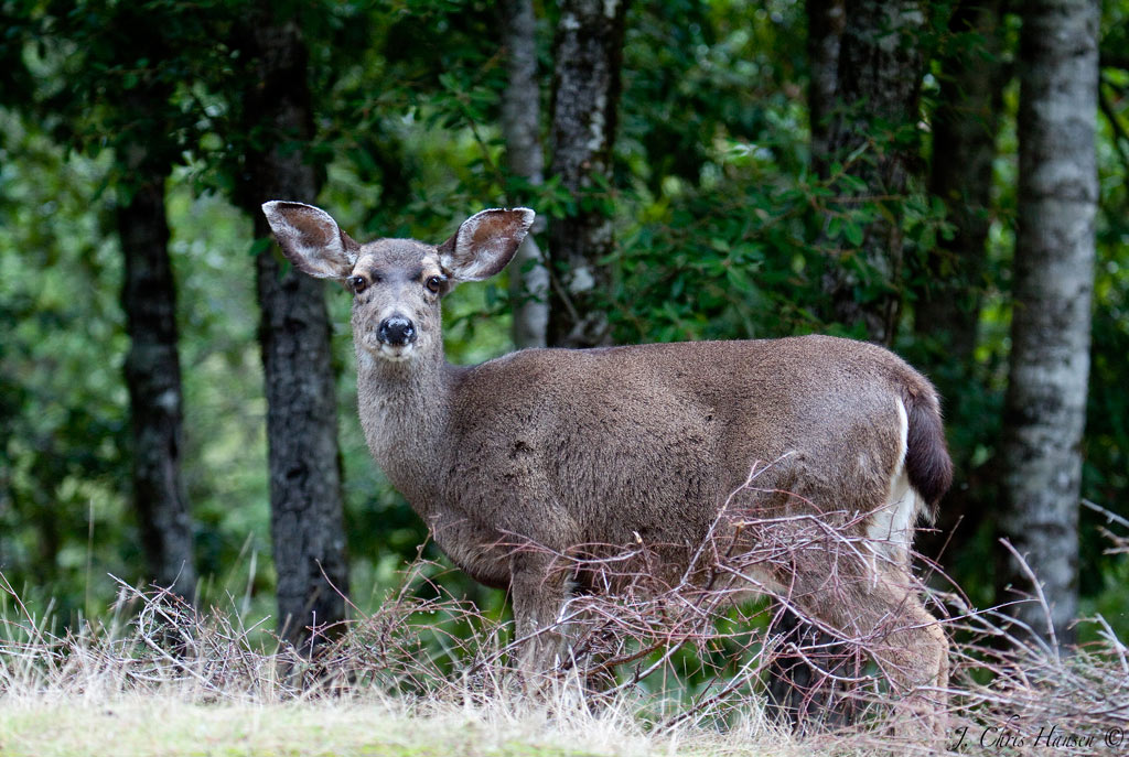 Chris The Photog Rainy Day deer