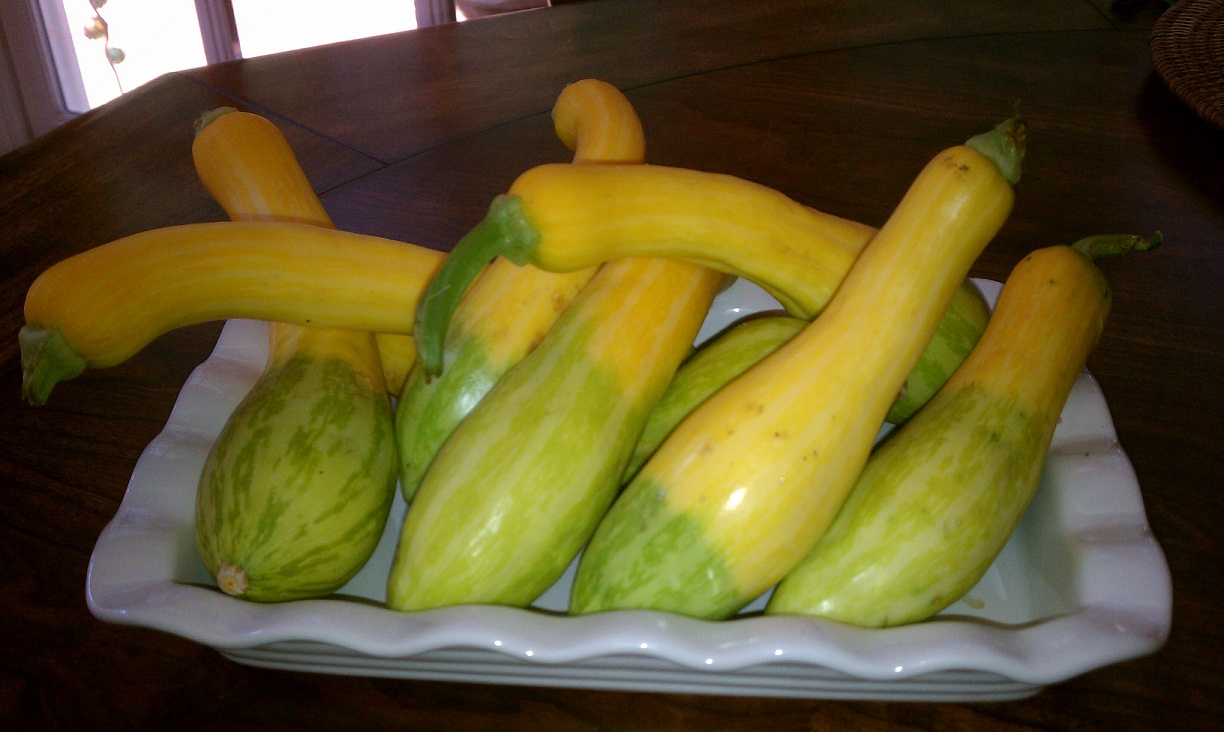 Squash Casserole A Southern Soul