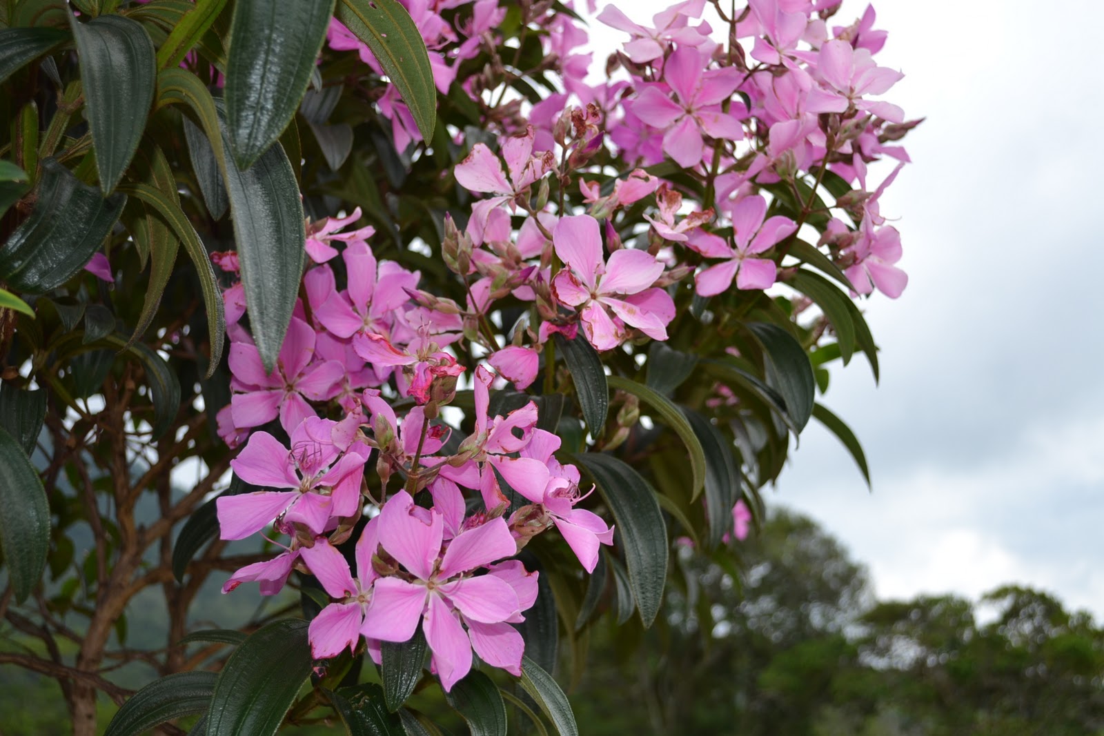 pelo arruamento (entre os lotes) nas coloraçõe roxa e rosa pelo arruamento (entre os lotes) nas coloraçõe roxa e rosa