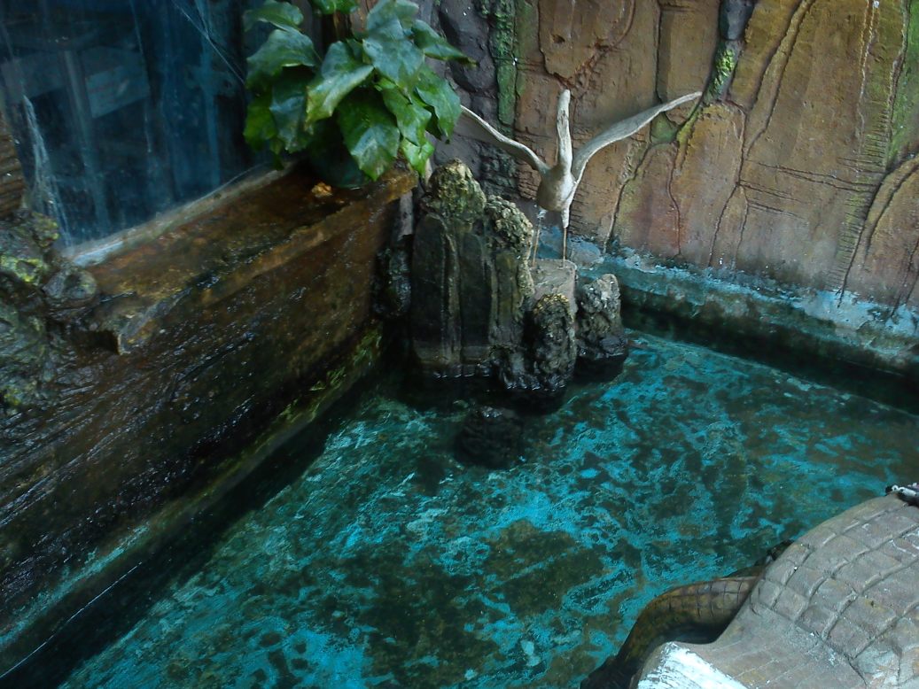 Info Kolam Hias dan Memancing Ikan: Kolam Hias Dalam Rumah