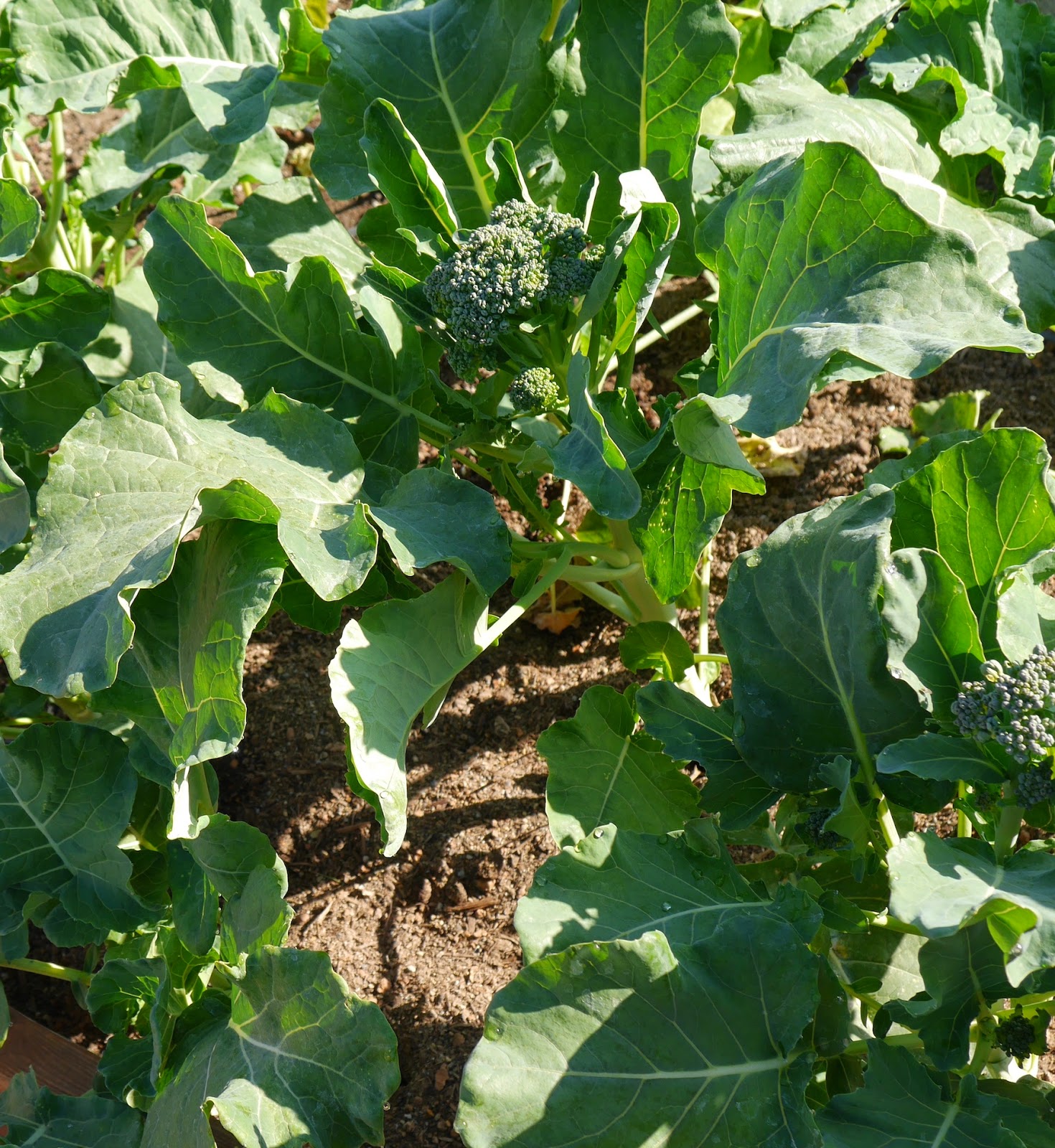 Foods For Long Life Don't Throw Away Garden Broccoli LeavesThey Are