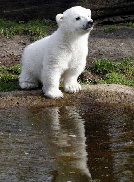 IMÁGENES Y FOTOS DE ANIMALES: Osos polares bebés IMÁGENES Y FOTOS DE ANIMALES: Osos polares bebés