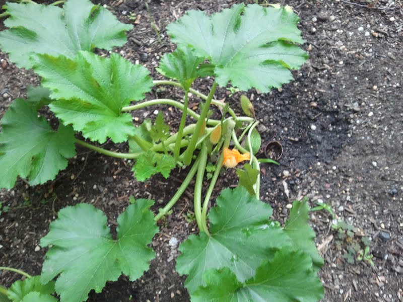 gardening in the boroughs of nyc Pumpkins and Zucchini Plants