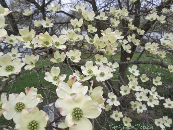Flowering Dogwood Flowering Dogwood