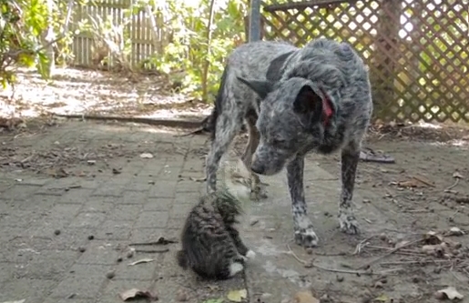 White Wolf April 2014