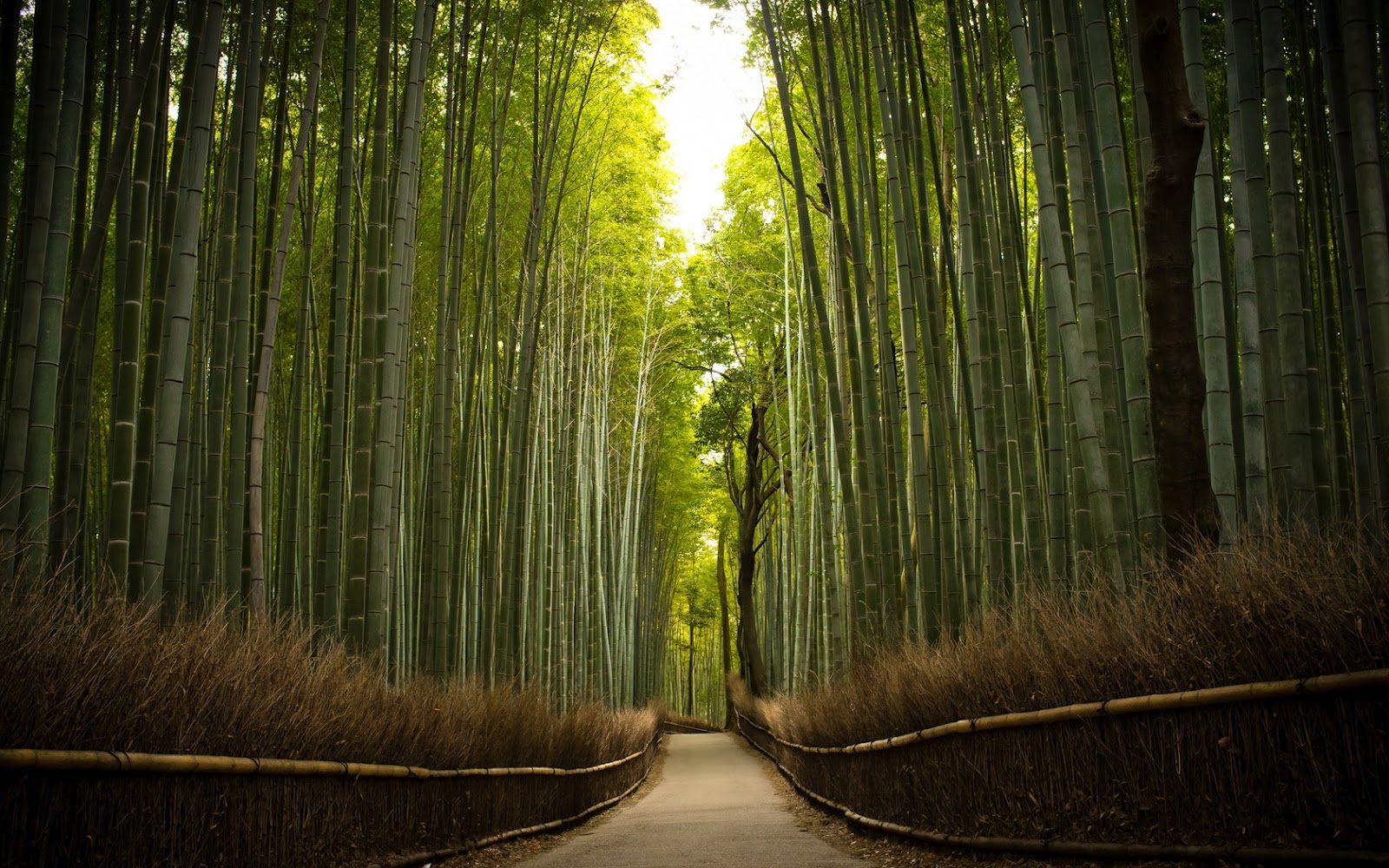 Street of Bamboo in Kyoto Prefecture, Japan Spectacular Places
