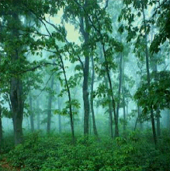 bosque amazonas.