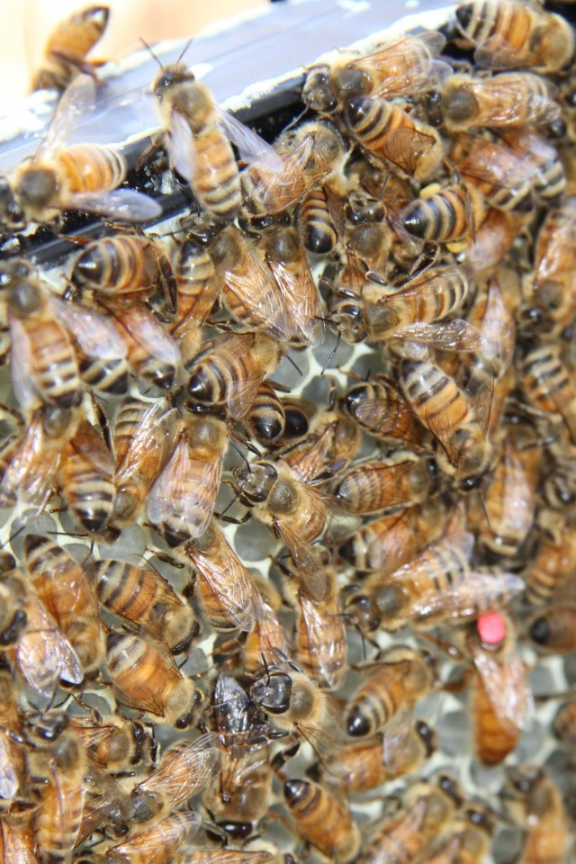 This One Good Life Homemade "Honey Bee' Cream