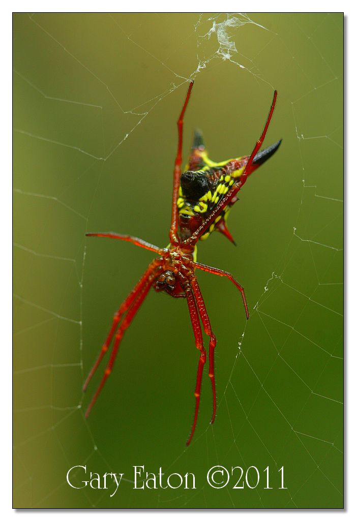 IMAGE: http://4.bp.blogspot.com/-QvuV68BsF-Q/TiC4KvS3DeI/AAAAAAAAFN0/48FPwBAcoCM/s1600/IMG_4265.jpg