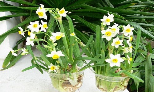 [Image: 4-loai-cay-trong-mua-thu-co-hoa-choi-dip-tet-1.jpg]