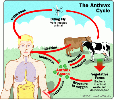 http://4.bp.blogspot.com/-Qvzu6aMpsUo/TWkv6-bpTkI/AAAAAAAAAqY/y8kitMtFqEs/s1600/Penyakit-Anthrax.gif