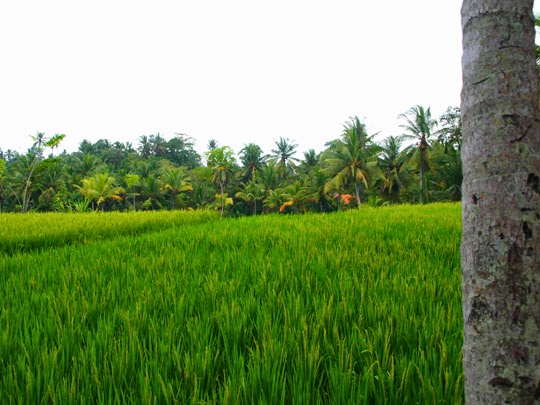 rice paddy bali