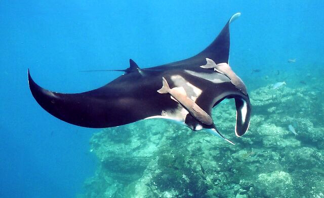The manta ray is the largest species of ray in the world with some manta ray