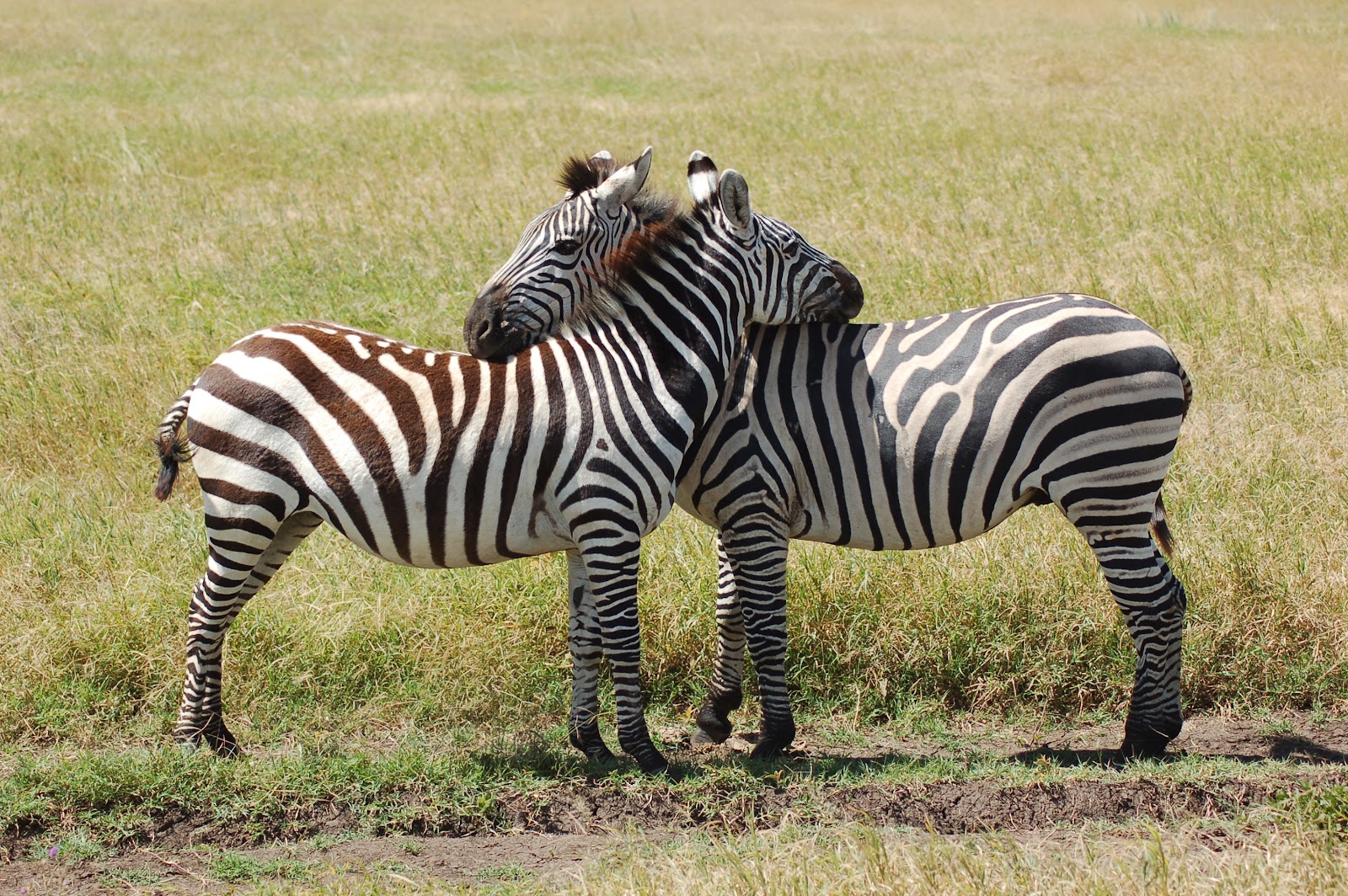 zebra resting