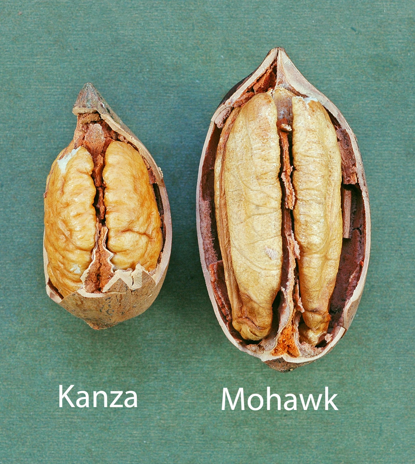 Northern Pecans Mohawk A precautionary tale