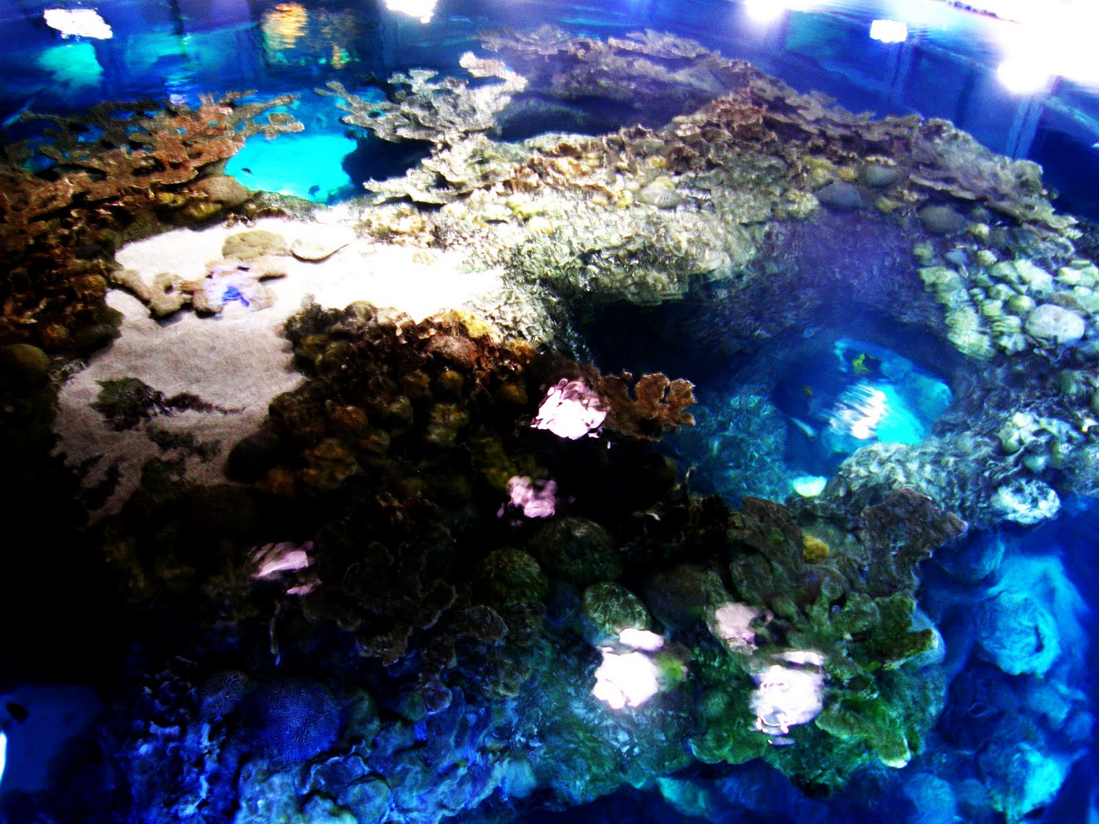 aquarium top view