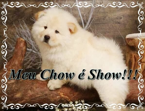 Meu Chow é Show!