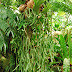 Staghorn Fern (Platycerium) Picture
