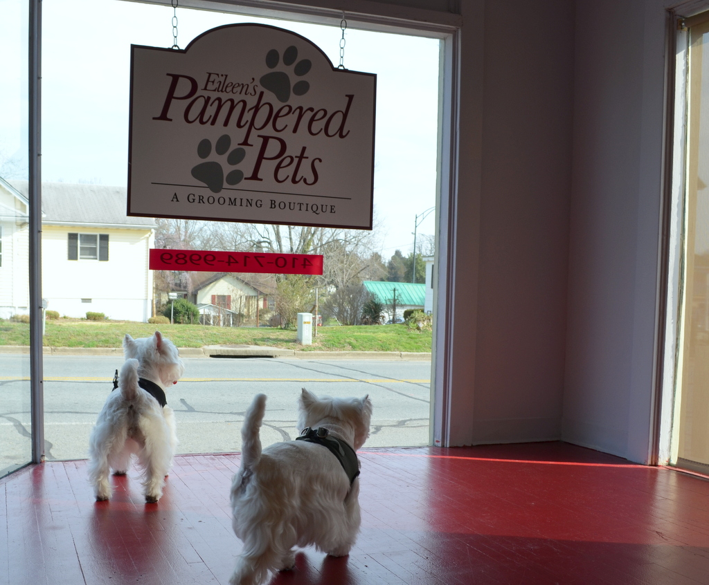 Westie Julep Pampered Pets, A Grooming Boutique