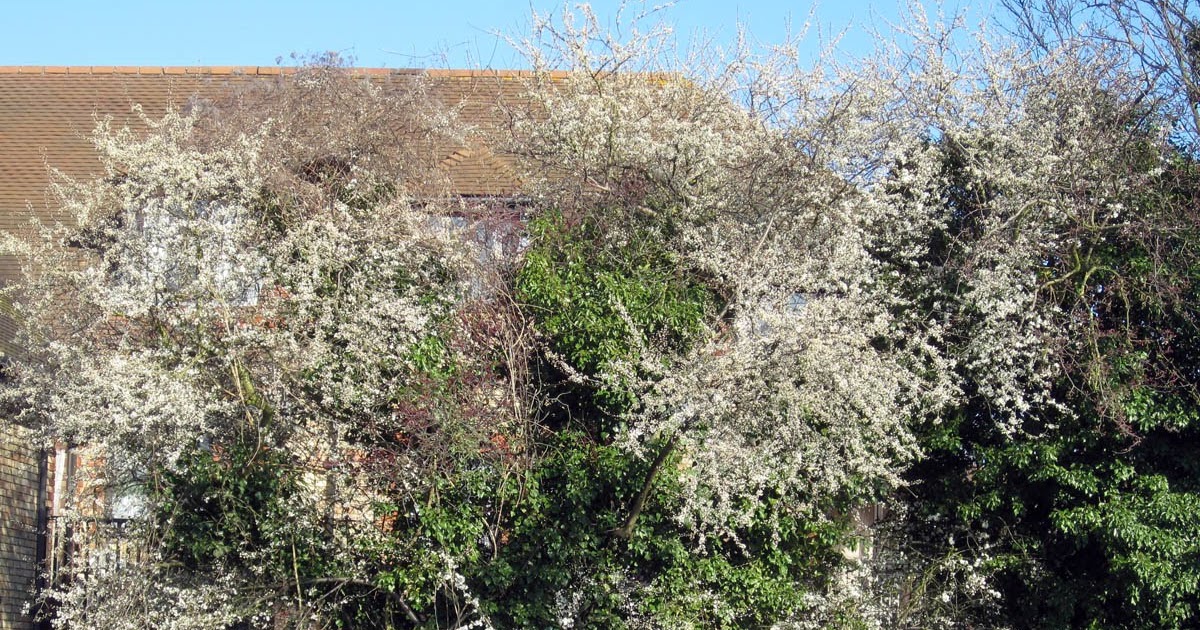 Blackthorn Bush Grow Naturally In South U S Blackthorn Bush Grow Naturally In South U S